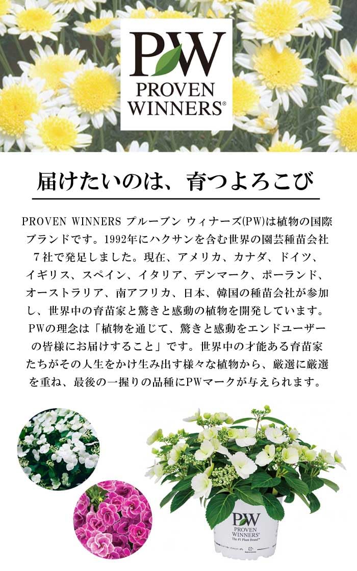 Amazon.co.jp: 花苗 スーパーベル ダブルブルー 9cmポット